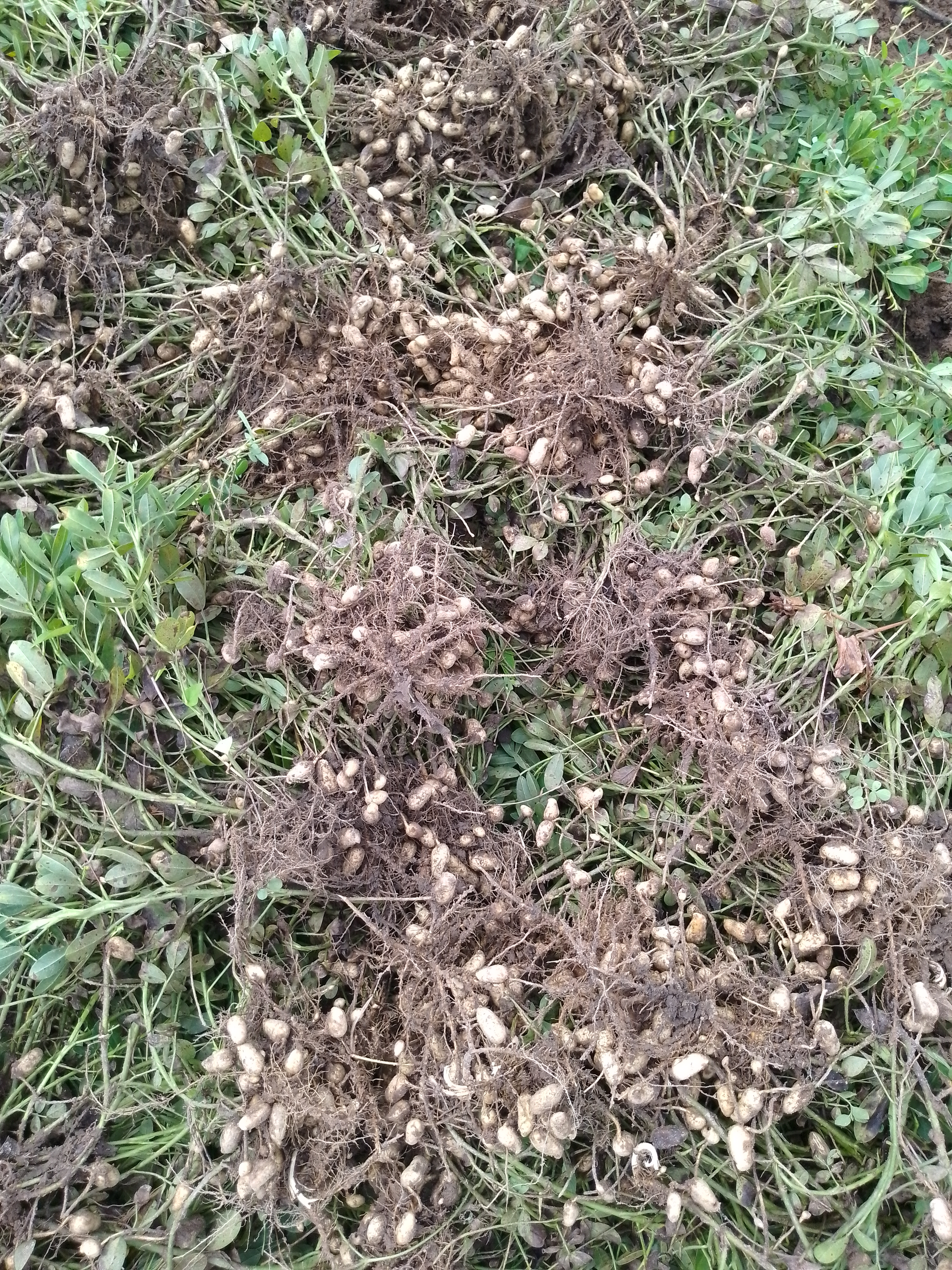 In My Village — Arachide